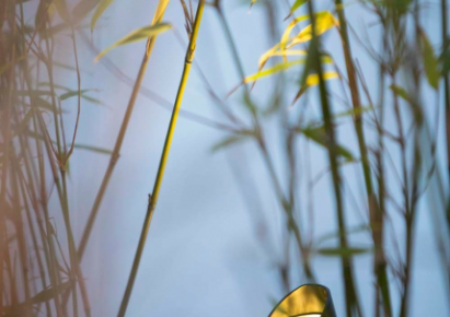 Shield 1 anti glare cap tbv mini scope