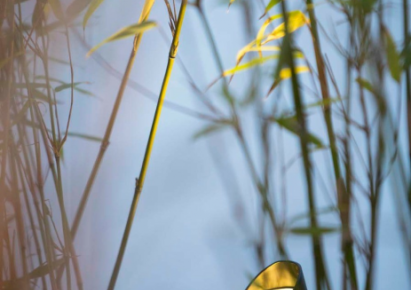 Shield 1 anti glare cap tbv mini scope