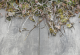 GeoCeramica® 40x80x4cm Timber Grigio